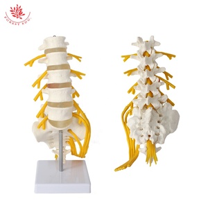 แบบจำลองเส้นประสาทเสริมเอวและศักดิ์สิทธิ์5ส่วน FRT036เส้นประสาทกระดูกโครงกระดูกมนุษย์กายวิภาค - Product Image 2