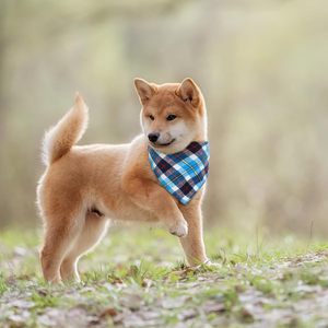 Bandana triangulaire pour chien en polyester respirant et doux avec logo personnalisé, idéal pour les cadeaux - Product Image 5