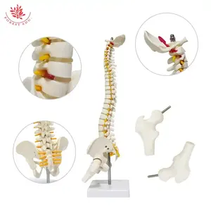 Modelo <span class=keywords><strong>de</strong></span> <span class=keywords><strong>esqueleto</strong></span> humano Columna vertebral flexible FRT017 Modelos <span class=keywords><strong>de</strong></span> columna vertebral <span class=keywords><strong>de</strong></span> 45cm con <span class=keywords><strong>cartílago</strong></span> <span class=keywords><strong>de</strong></span> raíz nerviosa Modelo anatómico <span class=keywords><strong>de</strong></span> columna vertebral blanca - Product Image 3