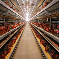 Poulailler préfabriqué en structure métallique, ferme ouverte pour volailles
