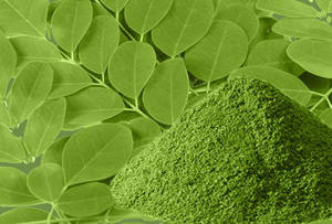 Cantidad a granel de polvo de hoja de Moringa Extra especial/tableta y extracto de hoja de Moringa 10:1 hecho en La India para suplementos de salud - Product Image 5
