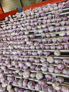 China Alho Fresco Ail Ajo Alho para Preço de Atacado Alho Branco Fresco Em Pó Exportadores Ideal para Importação - Product Image 6