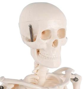 Modelo <span class=keywords><strong>de</strong></span> Anatomía Educativo <span class=keywords><strong>de</strong></span> Ciencias Médicas, Modelo <span class=keywords><strong>de</strong></span> Esqueleto Humano Artificial <span class=keywords><strong>de</strong></span> PVC Plástico <span class=keywords><strong>de</strong></span> 200 <span class=keywords><strong>Huesos</strong></span> para Enseñanza, 85 cm - Product Image 2