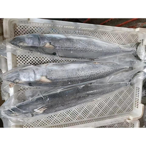 Maquereau espagnol frais congelé en gros, poisson entier rond, prix en vrac IQF, usine Chine - Product Image 5