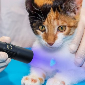 Linterna UV de bolsillo de 20W 365nm, luz negra recargable con Clip ZWB2, filtro negro para <span class=keywords><strong>curar</strong></span> gatos, Tinea, detección de orina para mascotas - Product Image 6