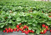 IQF Diepvries Hele Aardbeien HALAL Gecertificeerd 15-25mm Rode Bessen Bulk Diepvries Fruit voor Smoothies & Bakkerij