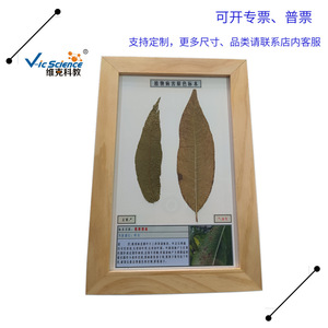 Échantillons de maladies végétales : échantillons séchés de la rouille du pêcher, utilisés pour les expositions professionnelles agricoles et forestières et - Product Image 2