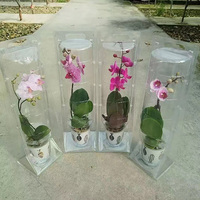 Emballage en blister personnalisé pour fleurs, conteneur en plastique transparent pour plantes vivantes