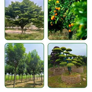 Fertilizante para Plantas <span class=keywords><strong>en</strong></span> <span class=keywords><strong>Maceta</strong></span>, Cestas Colgantes, Árboles y Frutales - Product Image 6