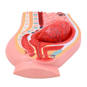 อุปกรณ์การศึกษาแบบจำลองทางกายวิภาคสำหรับการจำลองหลัง<span class=keywords><strong>คลอด</strong></span>ส่วนท้อง-อุ้งเชิงกรานผู้หญิง - Product Image 6