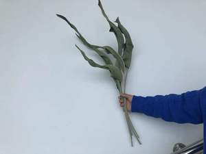 5 pièces en gros oiseau paradis fleur <span class=keywords><strong>fleurs</strong></span> sèches naturel séché <span class=keywords><strong>Strelitzia</strong></span> feuille décor à la maison bricolage Arrangement fête des mères mariage - Product Image 3