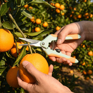 Garden Pruning <b>Shears</b> 4 Piece Set Stainless Steel Rubber Handle Manual Cutting Flower Stems Orchard Fruit Grape <b>Tools</b> - Product Image 4
