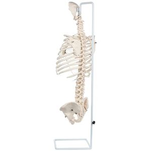 Modelo de Anatomía de caja torácica de tamaño real con columna vertebral y pelvis fundido de huesos humanos reales modelo de enseñanza vertebral científica - Product Image 3