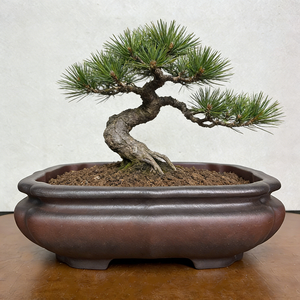 Pots à fleurs <span class=keywords><strong>en</strong></span> argile violette de Yixing, <span class=keywords><strong>pot</strong></span> à bonsaï, rectangle irrégulier, écologique, capacité 1L, décoration intérieure et extérieure pour la maison et le jardin - Product Image 1