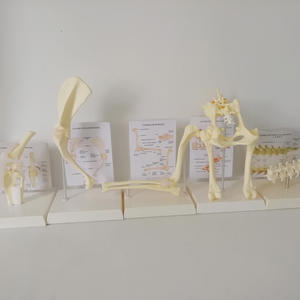 Canine l'articulation du genou modèle - Product Image 5