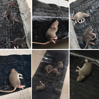 Groothandelsprijsvoordeel Aanbevolen muizenbord Sterk groot muizen- en rattengif plakbord