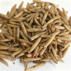 Suplemento Premium de Proteína Rica em Cálcio Hermetia Illucens para Animais de Estimação - Product Image 1