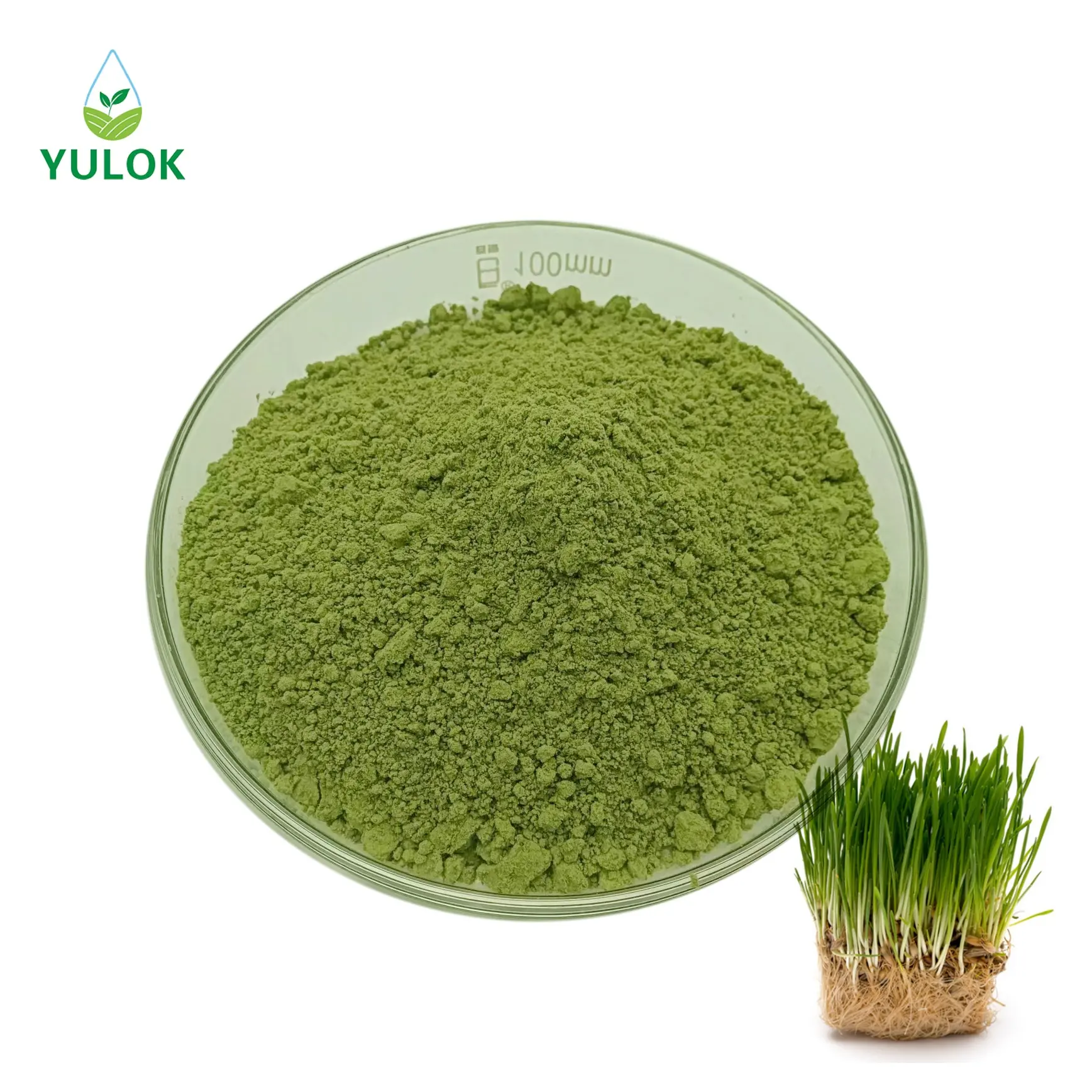 Wholesale Pure Natural Organic Wheat Grass Juice Powder Used for Food and Beverages