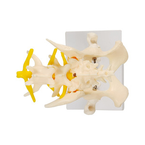 Modelo de articulación de cadera de perro, modelo de anatomía esquelética canina, modelo de construcción de textura de esqueleto, material didáctico para ganadería - Product Image 5