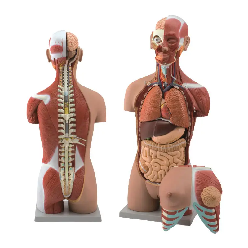 85cm 28 Parts Human Full Size Torso Anatomy Model with Half Body Muscles & Organs