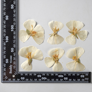 หน้ากาก Godetia Farewell To Spring ทำบัตรเครื่องประดับเรซินพืชธรรมชาติเป็นมิตรกับสิ่งแวดล้อมจริงกดดอกไม้ - Product Image 6