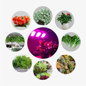 Lampe de culture LED COB à spectre complet 50W, étanche IP65, pour la phase de fruitification, avec 2900 PPF et une durée de vie de 50 000 heures - Product Image 3