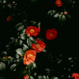 ทีดับเบิ้ลยู เปปเปอร์มินท์ พีดีอาร์เอ็น พรีเมียม แพลนท์ ไดเวอร์ไวด์ ซูทติ้ง คอมเพล็กซ์ สำหรับวัตถุดิบเครื่องสำอาง ช่วยปลอบประโลมผิวและปรับสภาพผิว - Product Image 1