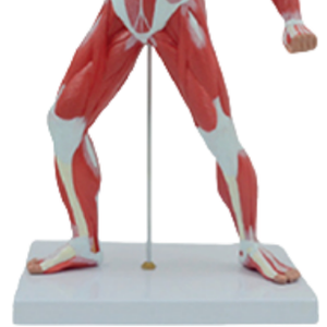 แบบจำลองกายวิภาคศาสตร์รูปร่างมนุษย์ขนาดใหญ่ 50 ซม. คุณภาพสูง สีสันสดใส ขนาด 1/4 ของจริง 1 ชิ้น สำหรับการเรียนการสอนทางการแพทย์ - Product Image 4