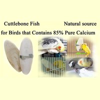 Fourniture en vrac d'os de seiche pour oiseaux, fabricant d'accessoires pour oiseaux Os de seiche avec support, os de seiche naturel