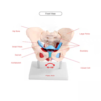 Modèle anatomique de bassin féminin Chinon A1037, matériau PVC avancé, haute qualité, certifié ISO, squelette réaliste, sciences médicales