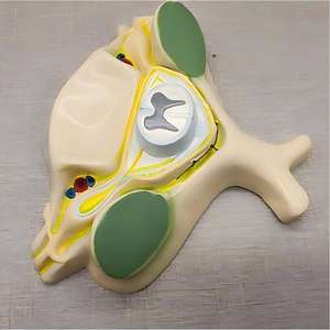 Modelo Ampliado <span class=keywords><strong>de</strong></span> la 5ª Vértebra Cervical con Médula Espinal y Nervios - Herramienta <span class=keywords><strong>de</strong></span> Enseñanza <span class=keywords><strong>de</strong></span> Anatomía - Product Image 2