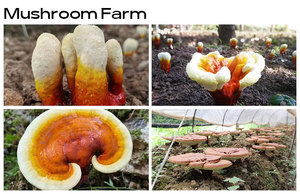 유기농 레이시 버섯 추출물 베타 글루칸 40% 벌크 파우더 - Product Image 6