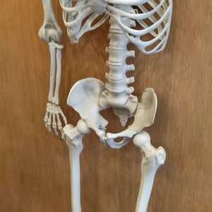 Squelette humain en plastique grandeur nature de 60 pouces pour extérieur, avec articulations réglables, pour décoration de fête d'Halloween - Product Image 1