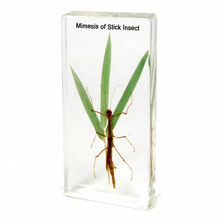 Образцы животных, встроенные в палочку, безопасные полирезиновые, другие Обучающие ресурсы, имитация палочки, пресс-папье в виде насекомых для средней школы