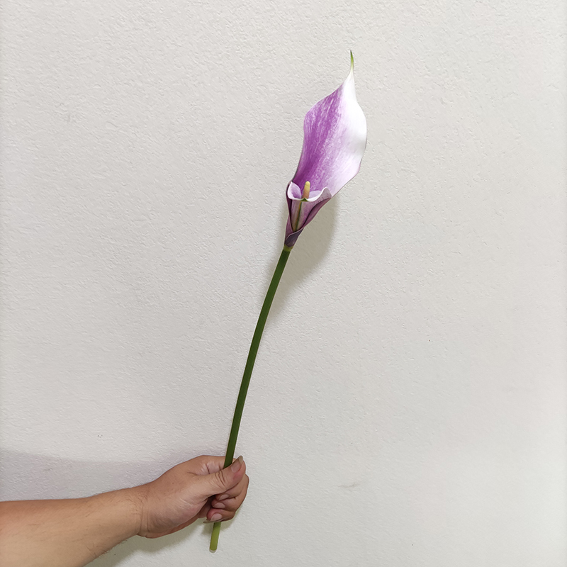 violet YL80450-1