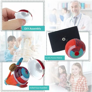Modelo de anatomía ocular 4D MAXCARE transfronterizo MAC-CH08 de plástico desmontable, material didáctico médico para la educación infantil - Product Image 3