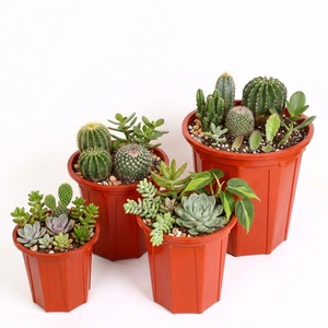 Pot de pépinière en plastique octogonal côtelé, disponible en rouge brun, corps conique, pour légumes, fleurs, semis, extra large - Product Image 1