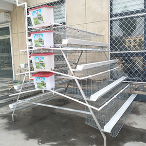 Senegal Mạ Kẽm Tự Động Nông Nghiệp Thiết Bị Loại Một Multitier Trứng Đẻ Gà Lớp Pin Thép Lồng - Product Image 3