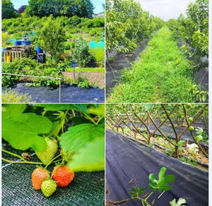 Vente directe usine – Tapis de paillage anti-mauvaises herbes en PP de qualité supérieure, robuste, pour jardinage et aménagement paysager - Product Image 6