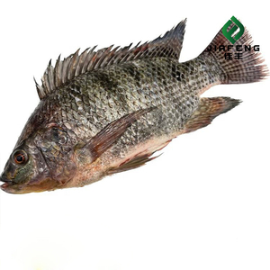 Pesce Tilapia Intero Congelato Premium di Alta Qualità - Product Image 1