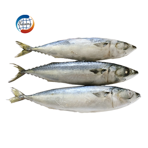 Taiseng Seafoods <span class=keywords><strong>Maquereau</strong></span> du Pacifique Congelé Entier en Carton - Product Image 1