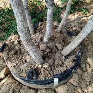 <span class=keywords><strong>Macetas</strong></span> <span class=keywords><strong>de</strong></span> Cultivo HOKBG Anti-UV <span class=keywords><strong>de</strong></span> <span class=keywords><strong>60</strong></span> <span class=keywords><strong>Litros</strong></span>, Bolsas <span class=keywords><strong>de</strong></span> Cultivo <span class=keywords><strong>de</strong></span> Plástico para Viveros, <span class=keywords><strong>Macetas</strong></span> para Plántulas, Drenaje para Jardinería, <span class=keywords><strong>Macetas</strong></span> <span class=keywords><strong>de</strong></span> Cultivo Semi-enterradas - Product Image 2