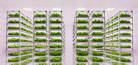 Le système hydroponique vertical commercial de NFT avec la LED élèvent des lumières pour la culture de laitue