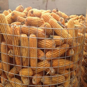 Cerca de jardín económica con apertura de malla de 10mm Rollos de malla de alambre soldado galvanizado Tejido liso para cercado de granja - Product Image 2