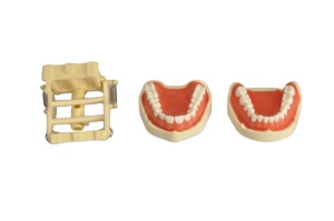 Modelo de dientes reemplazables Tipodont para práctica dental Goma blanda Enseñanza estándar Preparación de la cavidad oral en ciencia médica - Product Image 4
