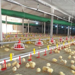 Otomatik kümes hayvanı Broiler besleyici tava tavuk besleyici kümes hayvancılığı - Product Image 2