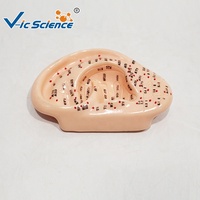 Modelo de Acupuntura Auricular de 13 cm, Modelo de Enseñanza de Puntos de Reflexología de PVC para Entrenamiento de Medicina Tradicional China, CE/ISO/ROHS/CNAS
