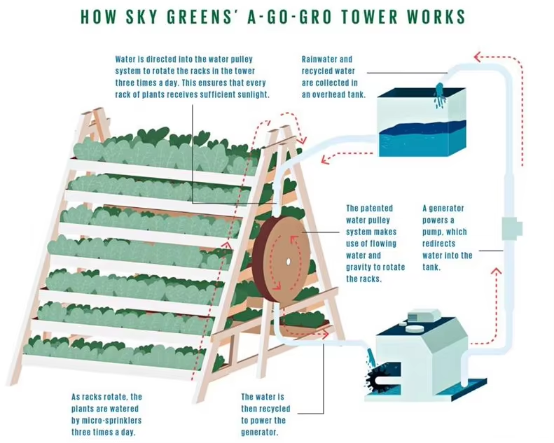 farm stand vegetable