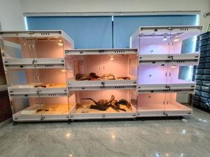 새로운 인기 판매 파충류 사육장 PVC 인클로저 테라리움 디스플레이 케이스 공장 맞춤 제작 지원 - Product Image 3