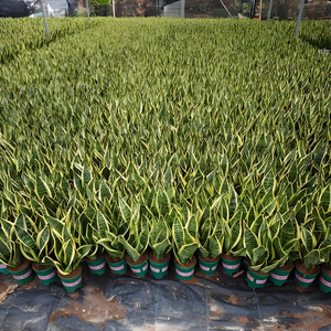 Planta de Orquídea Tigre Natural, Real y Viva, Venta al por Mayor de Fábrica, Bonsái, Planta Serpiente Verde Amarilla, Decoración para Interiores, Hogar y Oficina - Product Image 2
